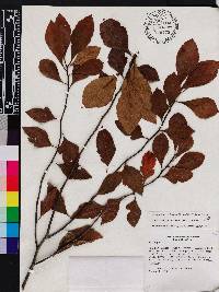 Crataegus opaca image