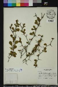 Crataegus michauxii image