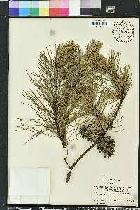 Pinus echinata image