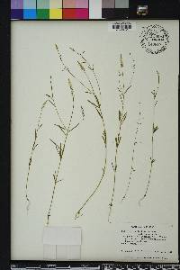 Polygala verticillata image