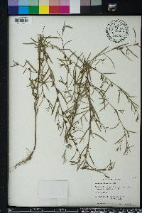 Ludwigia linearis image