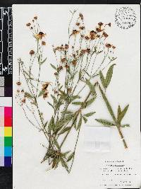 Coreopsis tripteris image