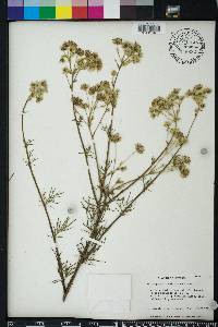 Hymenopappus scabiosaeus image