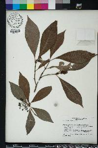 Psychotria nervosa image