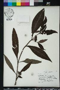 Psychotria sulzneri image