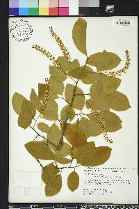 Prunus serotina var. alabamensis image