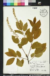 Prunus serotina var. alabamensis image