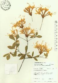 Rhododendron alabamense image