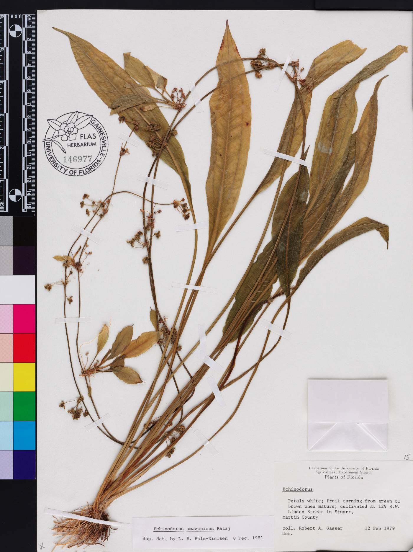 Echinodorus grisebachii image