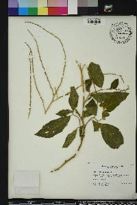 Petiveria alliacea image