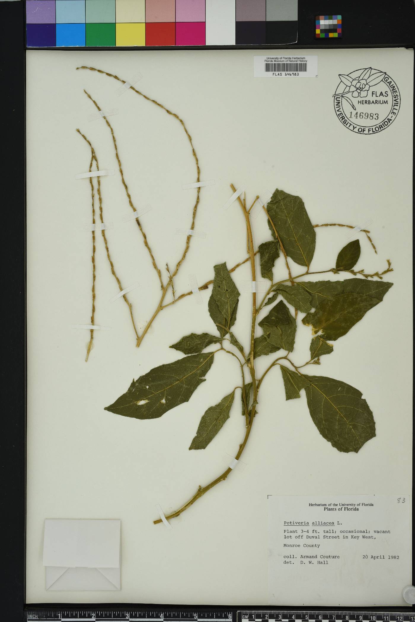 Petiveria alliacea image