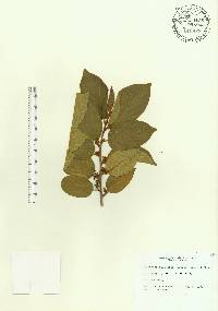 Colubrina arborescens image