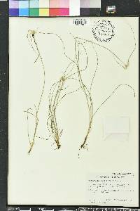 Rhynchospora floridensis image