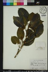 Ficus citrifolia image