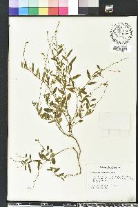 Crotalaria rotundifolia image