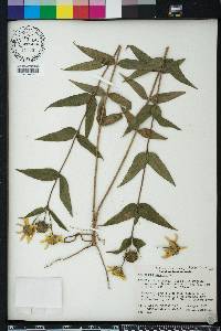 Helianthus hirsutus image