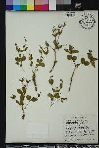 Euphorbia exserta image