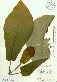 Magnolia macrophylla image