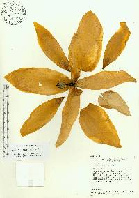 Magnolia macrophylla image