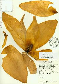 Magnolia macrophylla var. ashei image