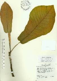 Magnolia macrophylla image