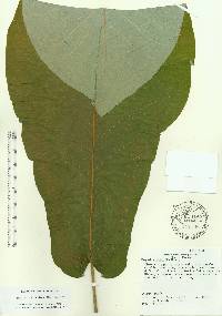 Magnolia macrophylla image