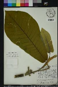 Magnolia macrophylla image