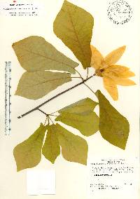 Magnolia pyramidata image