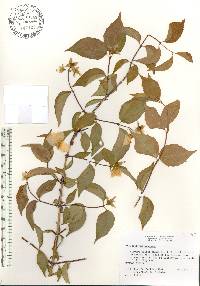 Philadelphus inodorus image