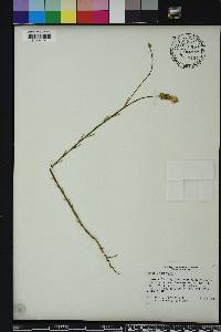 Polygala incarnata image