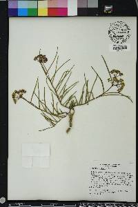 Asclepias michauxii image