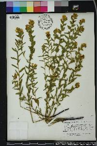 Lithospermum caroliniense image