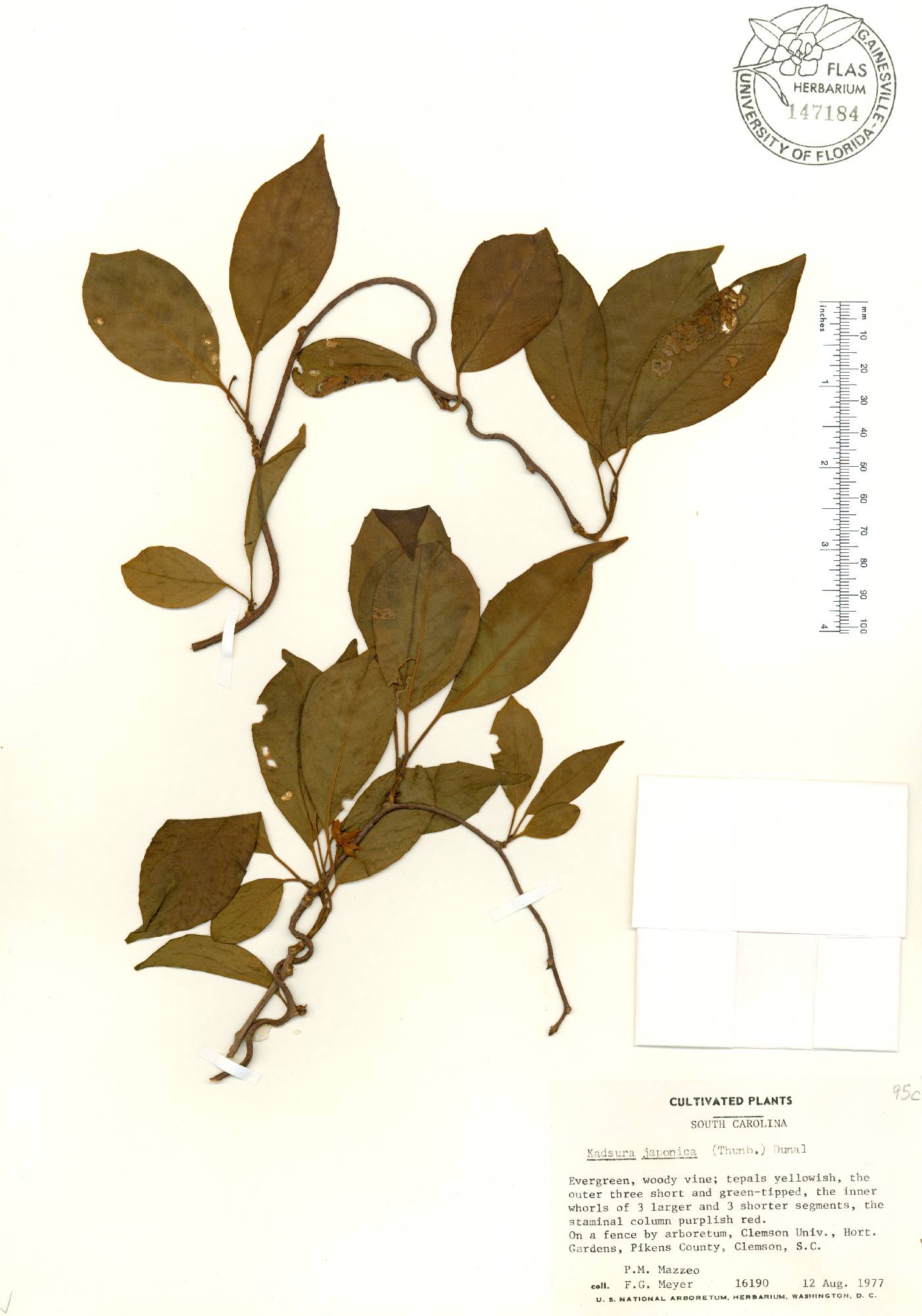 Kadsura japonica image