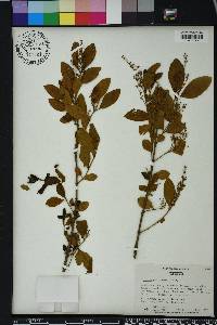 Ligustrum sinense image