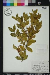 Ligustrum japonicum image