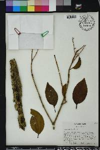 Ligustrum lucidum image