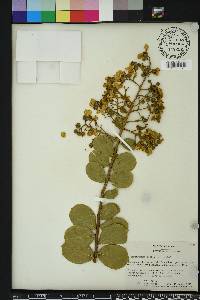 Lagerstroemia indica image