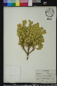 Buxus microphylla image