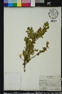 Buxus sempervirens image