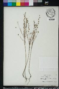 Ludwigia linifolia image