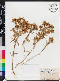 Collomia linearis image