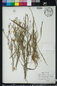 Pityopsis graminifolia image