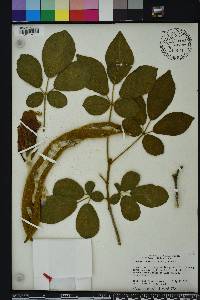 Handroanthus ochraceus image