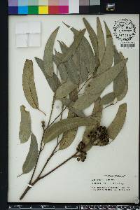 Eucalyptus rudis image