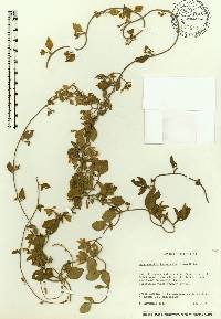 Jacquemontia havanensis image