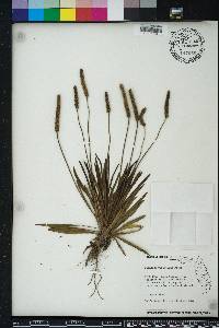 Plantago wrightiana image