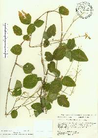 Desmodium ochroleucum image