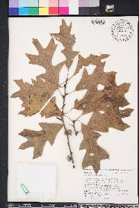 Quercus x neopalmeri image