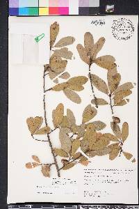 Quercus laurifolia image