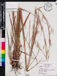 Andropogon arctatus image